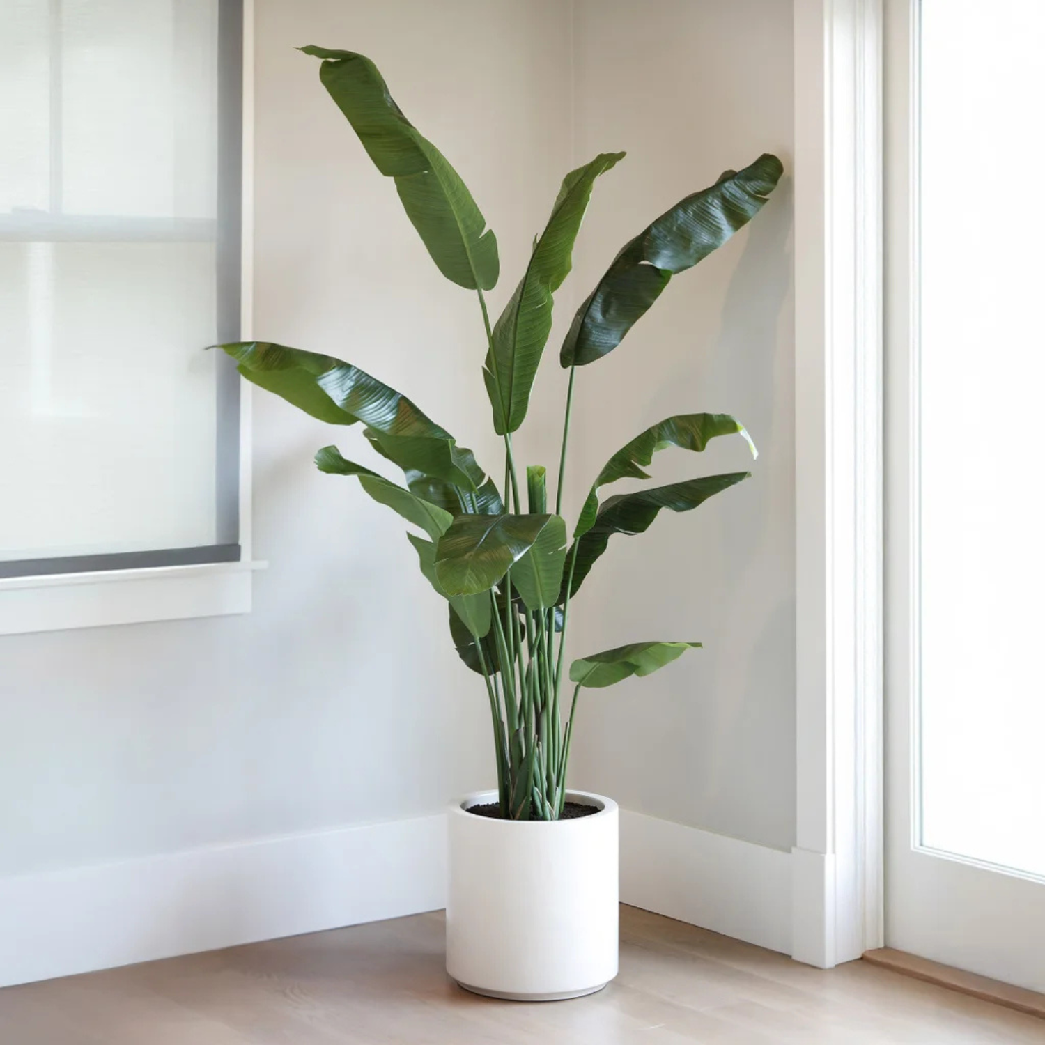 CGH - Bananier Artificiel de 1,9 m *Boite Ouverte*-faux-banana-leaf-tree-costco-6.5-ft-1570010